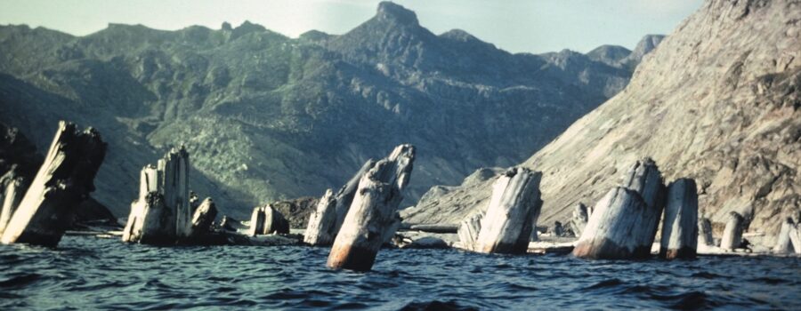 세인트 헬렌스 화산 스피릿 호수 - 떠 다니는 나무