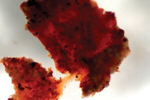 공룡의 연부 조직 - 젊은 지구의 증거