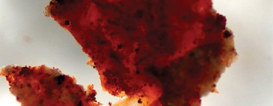 공룡의 연부 조직 - 젊은 지구의 증거