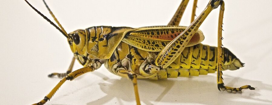 성경은 메뚜기의 다리가 4개라고 말하는가