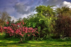 아름다운 동산 - 창세기 2장