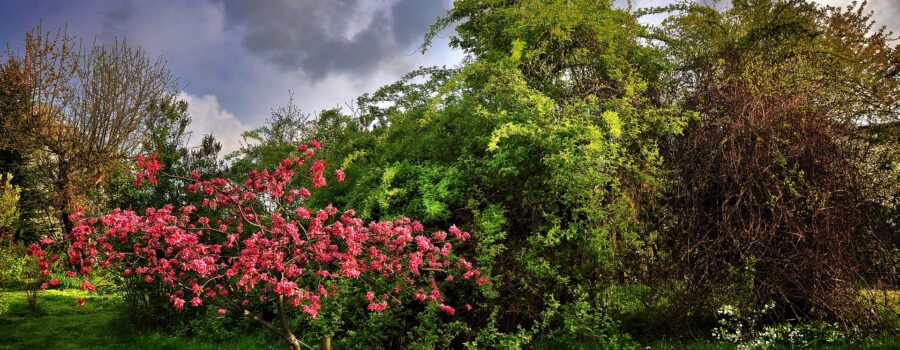 아름다운 동산 - 창세기 2장