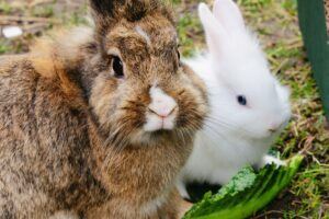 되새김질을 하는 토끼