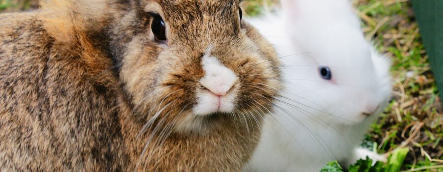 되새김질을 하는 토끼