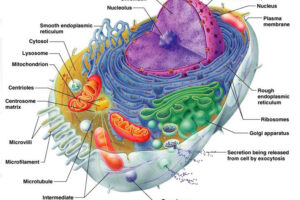 세포의 복잡성 - 하나님 창조의 증거