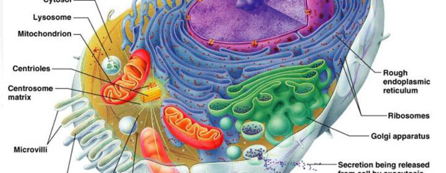 세포의 복잡성 - 하나님 창조의 증거