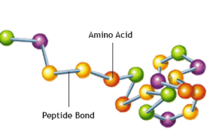 아미노산 단백질 - 유전 정보의 복잡성