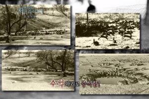 MBC 서프라이즈 - 토끼가 수 억 마리로 증식함