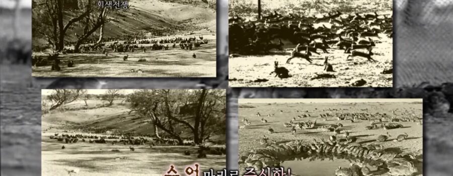 MBC 서프라이즈 - 토끼가 수 억 마리로 증식함