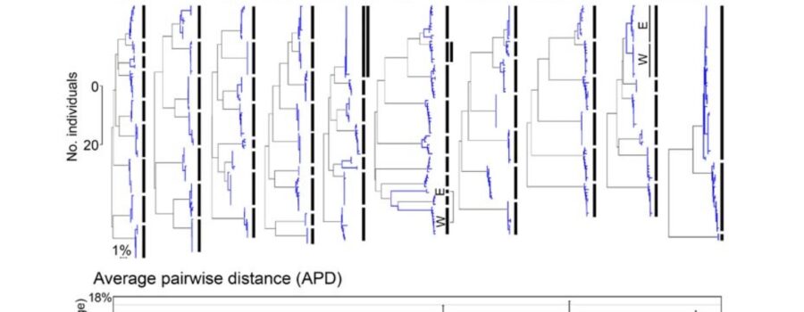 Why should mitochondria define species - APD 논문
