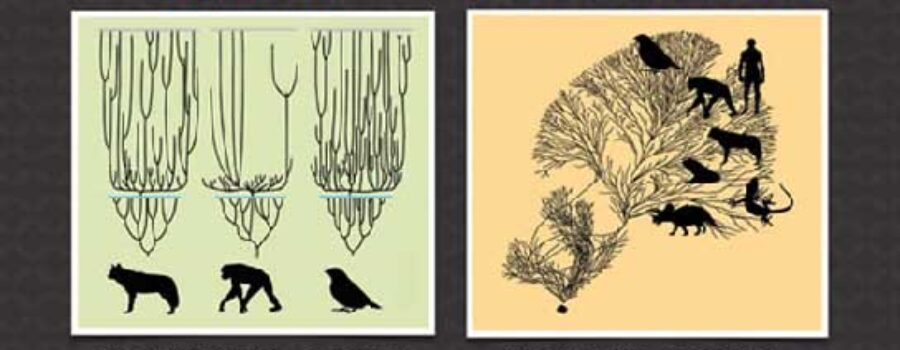 진화론을 너무 잘못 이해하고 있는 진화론자들