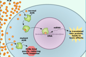 tomcod 돌연 변이 - 소진화의 매커니즘으로 진화론을 설명할 수 없다