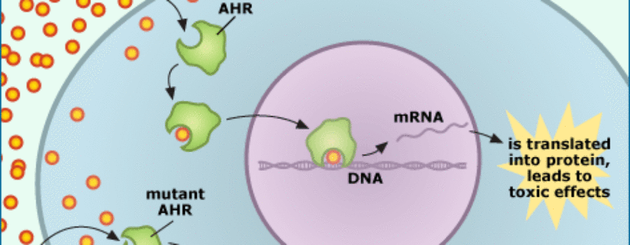 tomcod 돌연 변이 - 소진화의 매커니즘으로 진화론을 설명할 수 없다