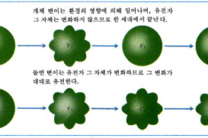 개체 변이와 돌연 변이의 차이점 - (주)천재교육