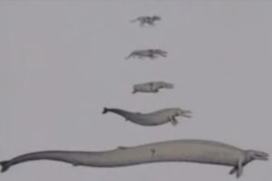 고래의 진화 단계 - 진화론자들의 거짓말