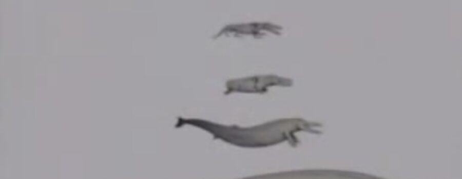 고래의 진화 단계 - 진화론자들의 거짓말