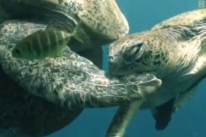 공격에 반응하지 않는 바다 거북이