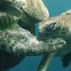 바다 거북이에게 배우는 그리스도인의 신앙 생활