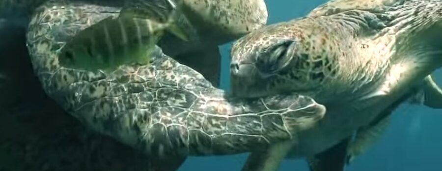 공격에 반응하지 않는 바다 거북이