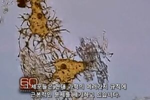 공룡과 연부조직 - 이 세포들은 현대 과학의 여러가지 법칙에 근본적인 문제를 제기한다
