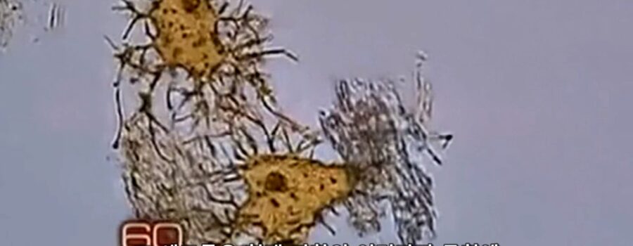 공룡과 연부조직 - 이 세포들은 현대 과학의 여러가지 법칙에 근본적인 문제를 제기한다