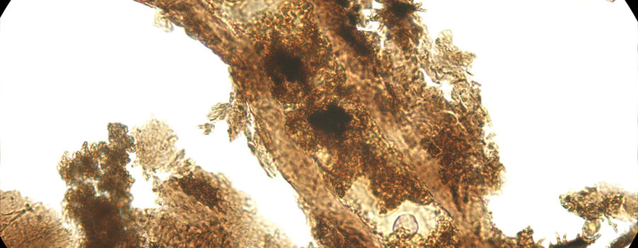 사우로포드의 공룡 혈관 - 공룡 화석