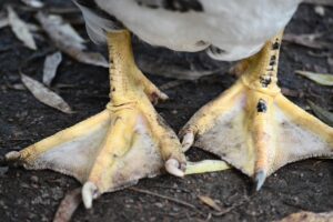 오리발을 내미는 진화론자들