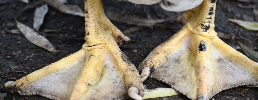 오리발을 내미는 진화론자들