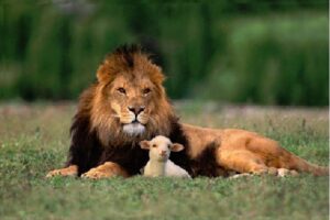 이사야 65 - 사자와 양이 함께 거하고