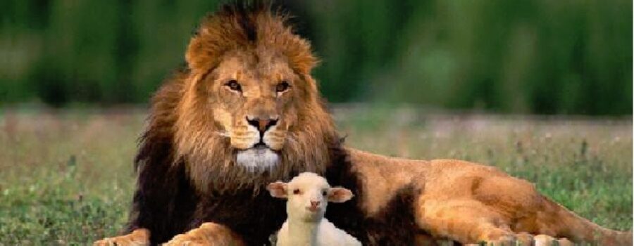 이사야 65 - 사자와 양이 함께 거하고