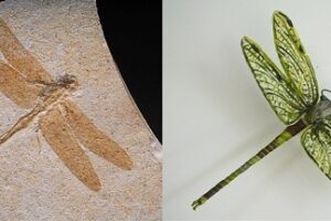 잠자리 - 살아 있는 화석