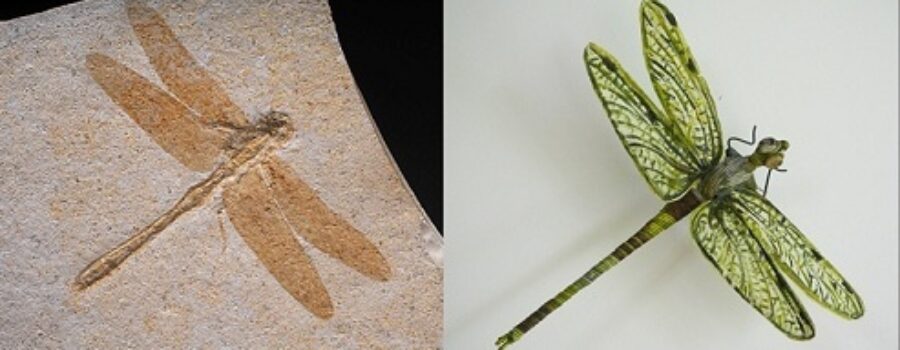 잠자리 - 살아 있는 화석