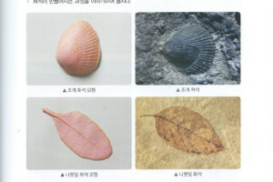 초등학교 3학년 교과서 - 화석이 되려면 빨리 묻혀야 한다