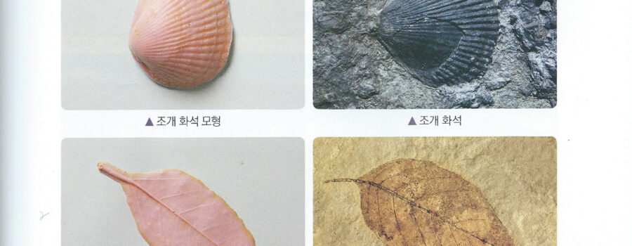 초등학교 3학년 교과서 - 화석이 되려면 빨리 묻혀야 한다